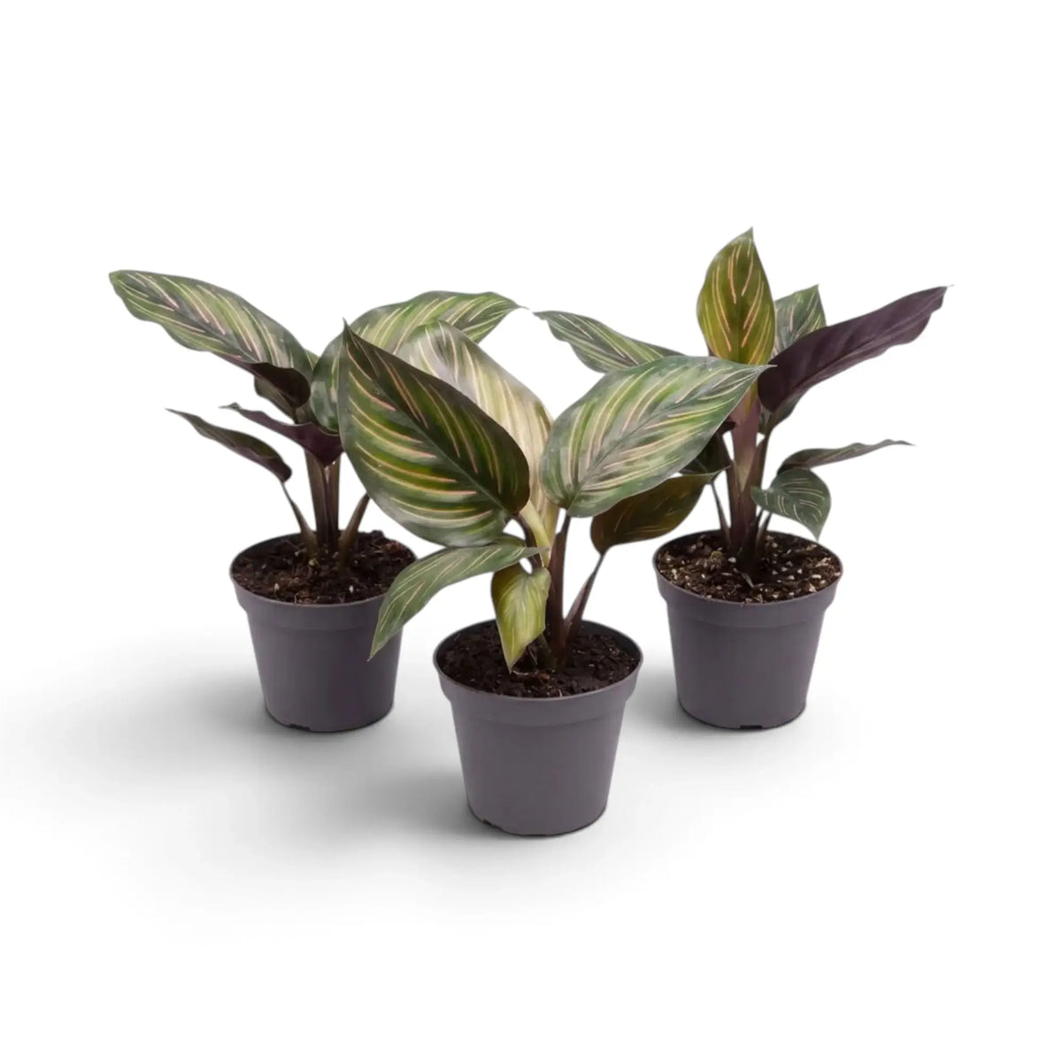 Drei junge Calathea 'Beauty Star' mit gestreiften Blattoberseiten und dunklen Unterseiten