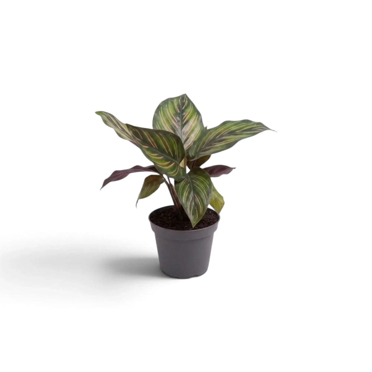 Junge Calathea 'Beauty Star' mit feinen hellgrünen Streifen auf breiten, spitzen Blättern