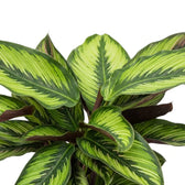 Blätter der Calathea 'Beauty Star' mit leuchtend hellgrüner, federartiger Zeichnung und dunkelgrünen Rändern