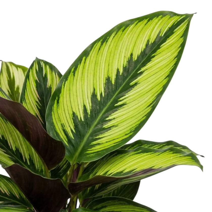 Nahaufnahme eines Blatts der Calathea 'Beauty Star' mit feinen hellgrünen Streifen und dunkelgrünem Rand
