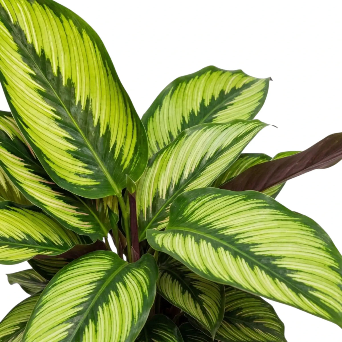 Überlappende Blätter der Calathea 'Beauty Star' mit leuchtend grünen Streifen und weinroten Unterseiten