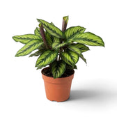 Große Calathea 'Beauty Star' im terrakottafarbenen Topf mit dicht stehenden, cremefarben gestreiften Blättern