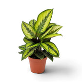 Dicht belaubte Calathea 'Beauty Star' im Topf mit hellgrüner Blattzeichnung und weinroten Blattstielen