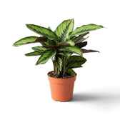 Calathea 'Beauty Star' schräg von der Seite mit gestreiften Blättern und sichtbaren violetten Unterseiten