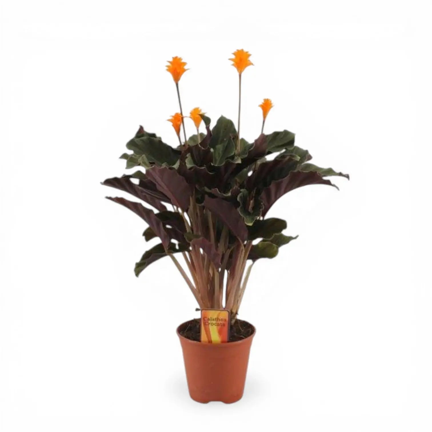 Goeppertia crocata 'Candela'