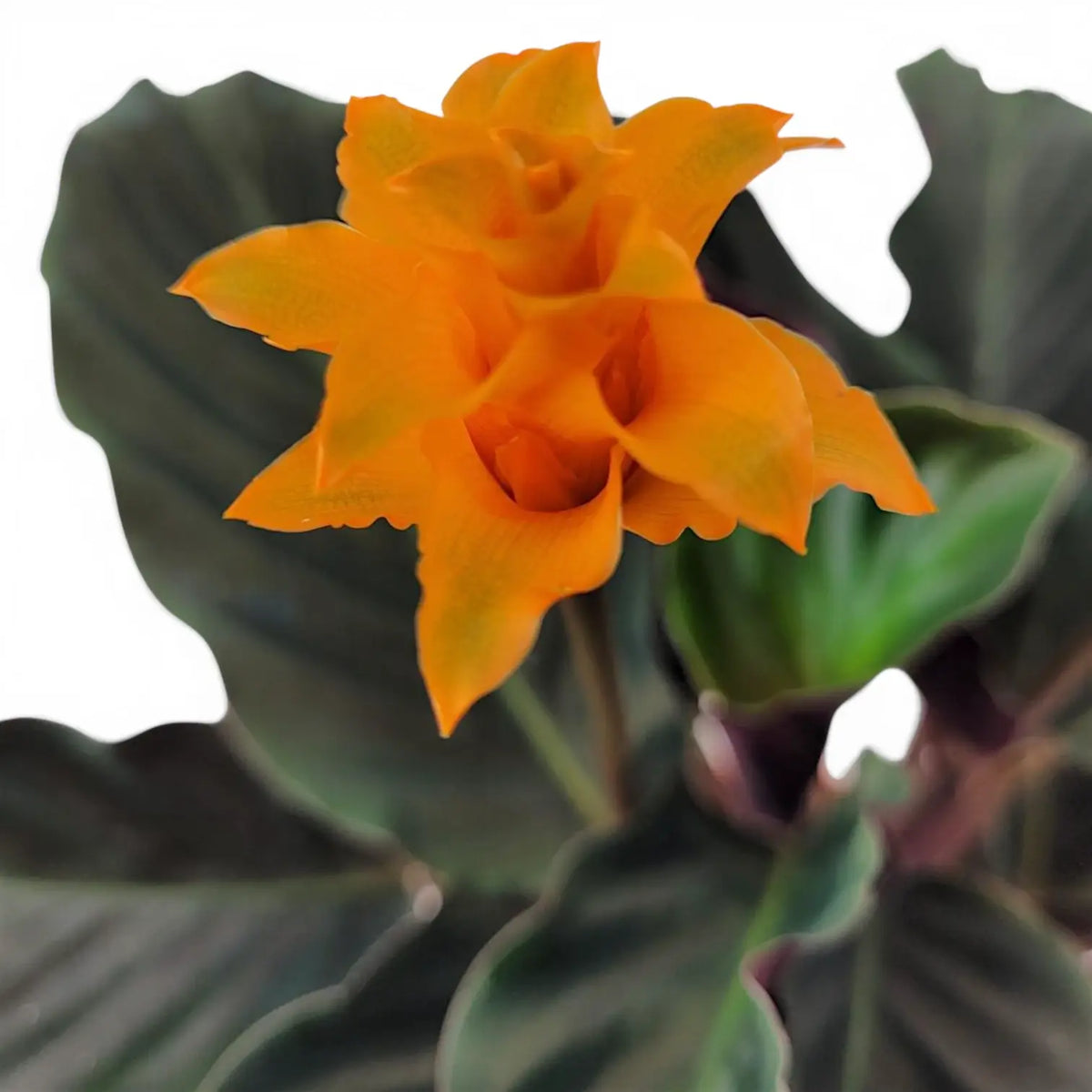 Goeppertia Candela