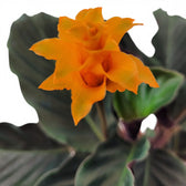 Goeppertia crocata 'Candela'