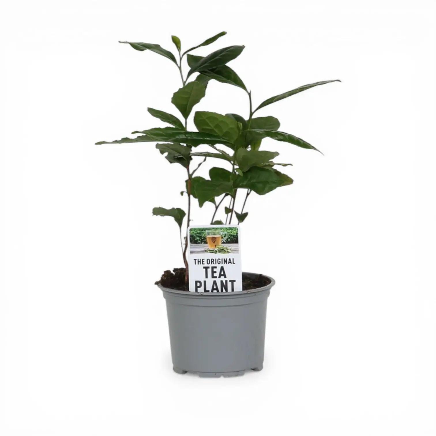 Camellia sinensis – Nahaufnahme.