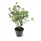 Camellia sinensis – Detailaufnahme der Pflanze.