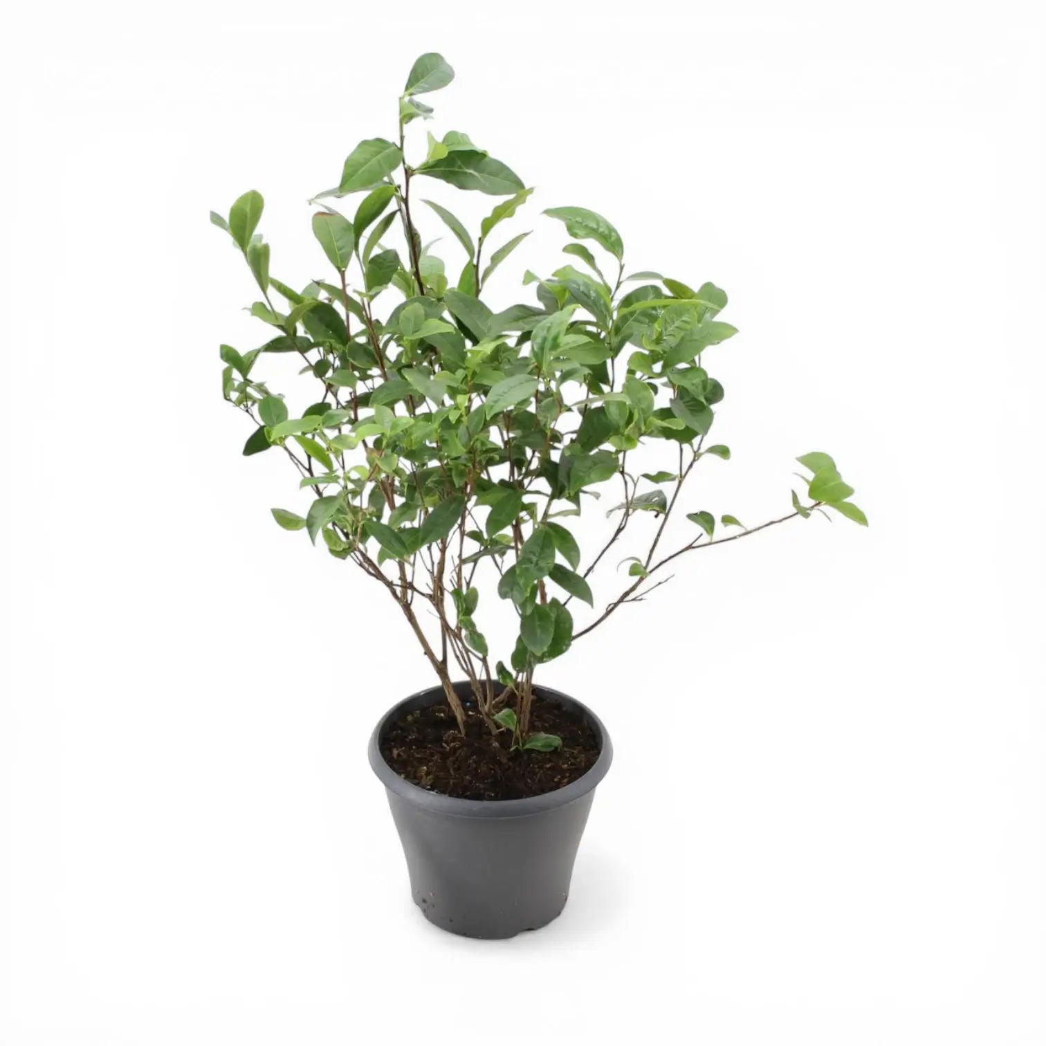 Camellia sinensis – Detailaufnahme der Pflanze.