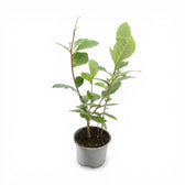 Camellia sinensis – Detailaufnahme der Pflanze.