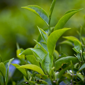 Camellia sinensis – Detailaufnahme der Pflanze.