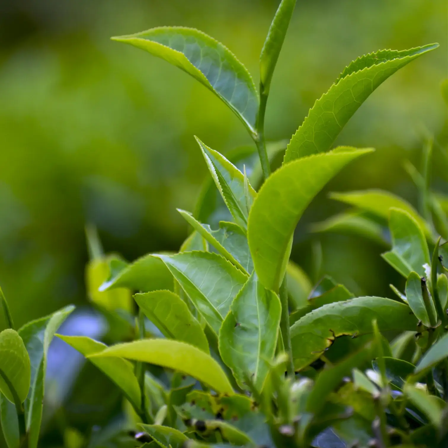 Camellia sinensis – Detailaufnahme der Pflanze.