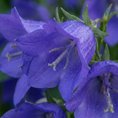 Campanula carpatica 'Blaue Clips' close-up detail.