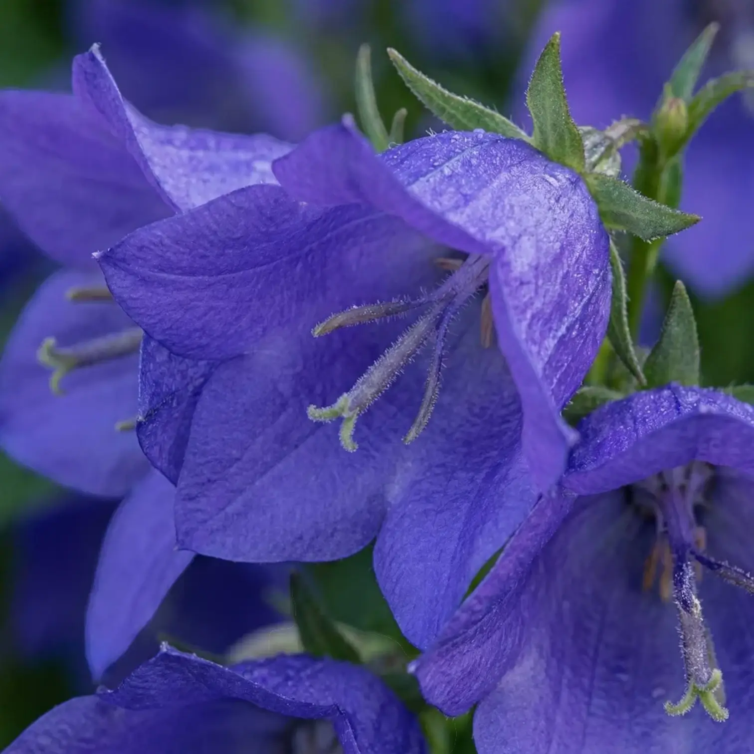 Campanula carpatica 'Blaue Clips' close-up detail.