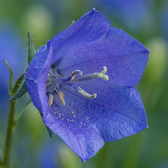 Campanula carpatica 'Blaue Clips' close-up detail.