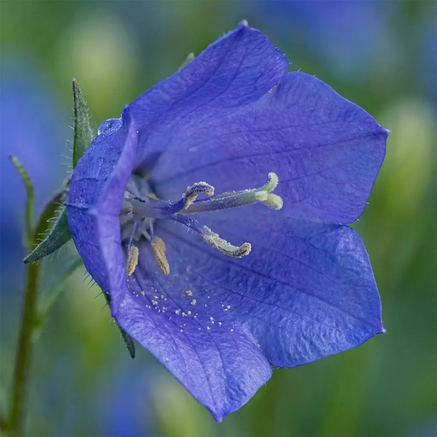 Campanula carpatica 'Blaue Clips' close-up detail.