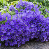 Campanula carpatica 'Blaue Clips' close-up detail.