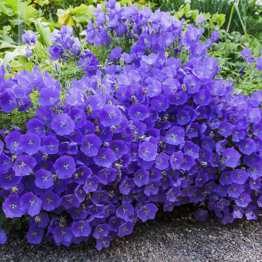 Campanula carpatica 'Blaue Clips' close-up detail.