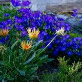 Campanula carpatica 'Blaue Clips' plant detail.