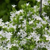 Campanula carpatica 'Weisse Clips' detail shot.