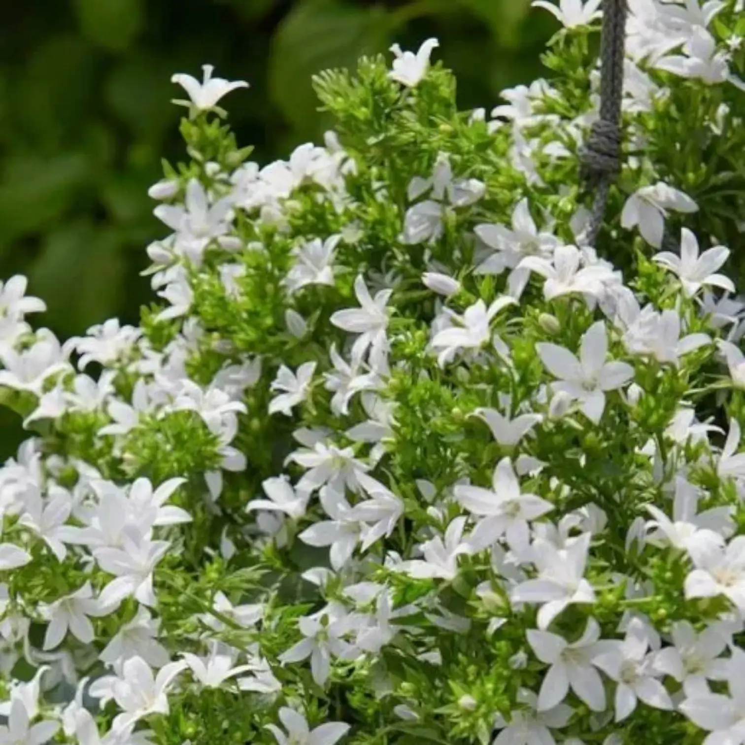 Campanula carpatica 'Weisse Clips' detail shot.