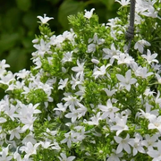 Campanula carpatica 'Weisse Clips' detail shot.