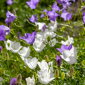 Campanula carpatica 'Weisse Clips' close-up detail.