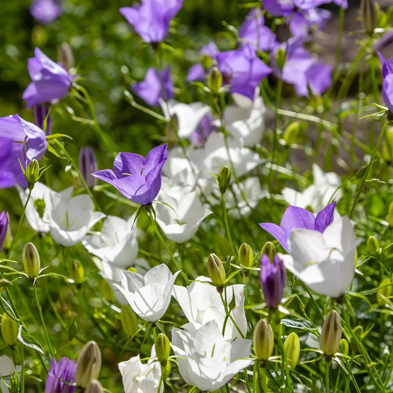 Campanula carpatica 'Weisse Clips' close-up detail.