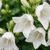 Campanula carpatica 'Weisse Clips' in nursery pot close-up.