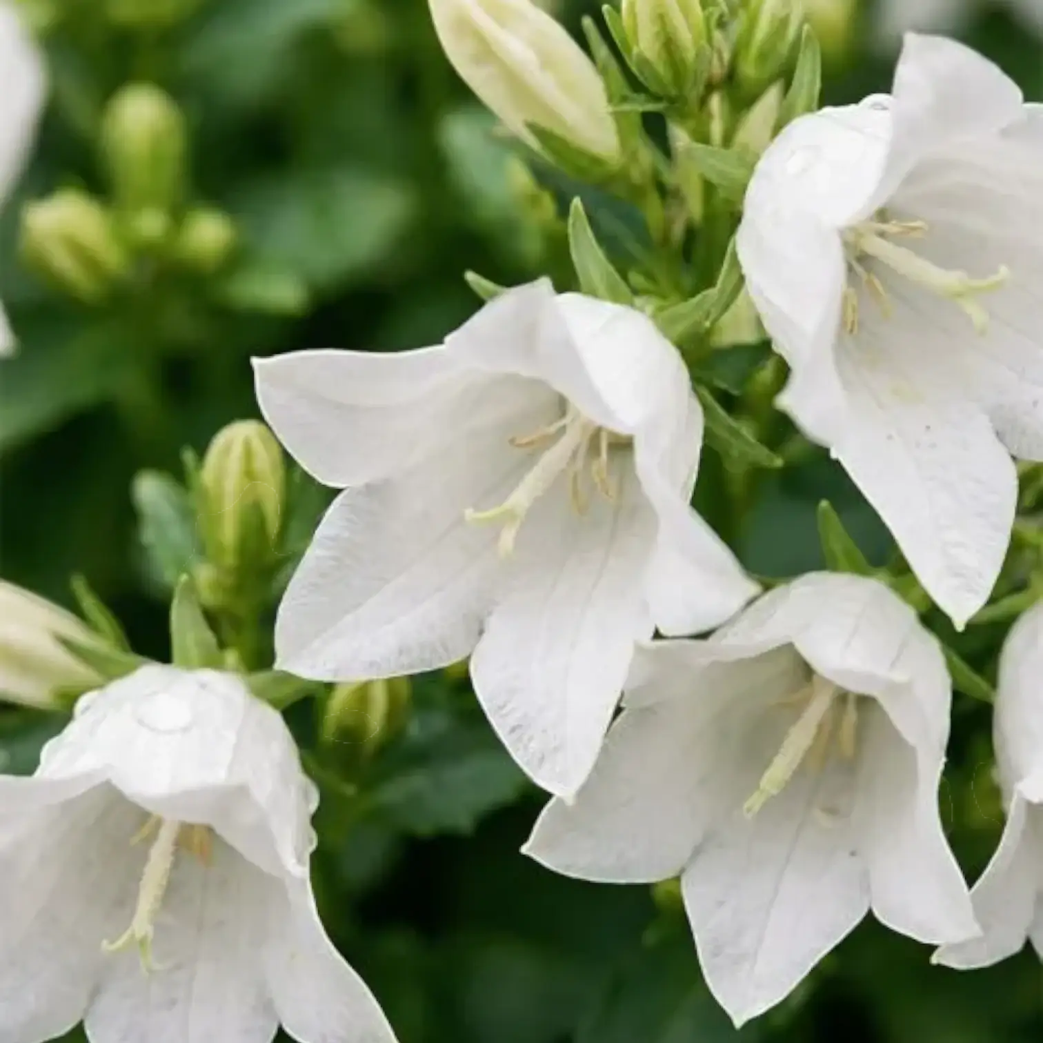 Campanula carpatica 'Weisse Clips' in nursery pot close-up.