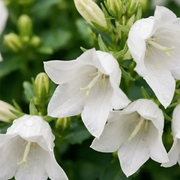 Campanula carpatica 'Weisse Clips' in nursery pot close-up.