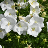 Campanula carpatica 'Weisse Clips' plant detail.