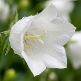 Campanula carpatica 'Weisse Clips' plant detail.