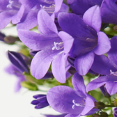 Campanula portenschlagiana Ambella Intense Purple detail shot.
