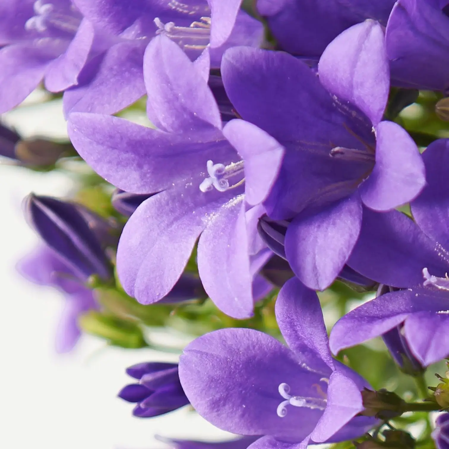 Campanula portenschlagiana Ambella Intense Purple detail shot.