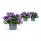 Campanula portenschlagiana 'Ambella Lavender' – Nahaufnahme.