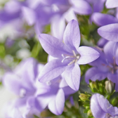 Campanula portenschlagiana 'Ambella Lavender' – Detailaufnahme der Pflanze.