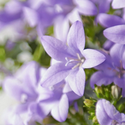 Campanula portenschlagiana 'Ambella Lavender' – Detailaufnahme der Pflanze.