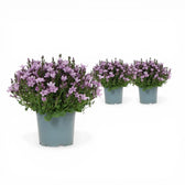 Campanula portenschlagiana 'Ambella Pink' – Nahaufnahme.