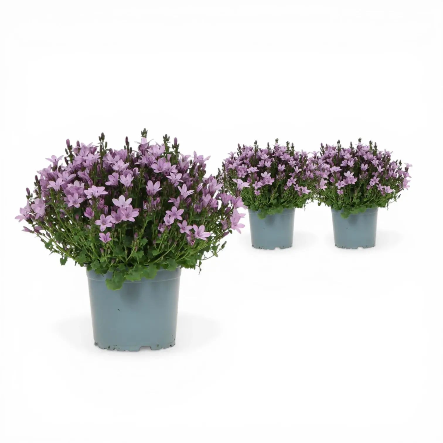 Campanula portenschlagiana 'Ambella Pink' – Nahaufnahme.