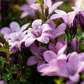 Campanula portenschlagiana 'Ambella Pink' – Detailaufnahme.