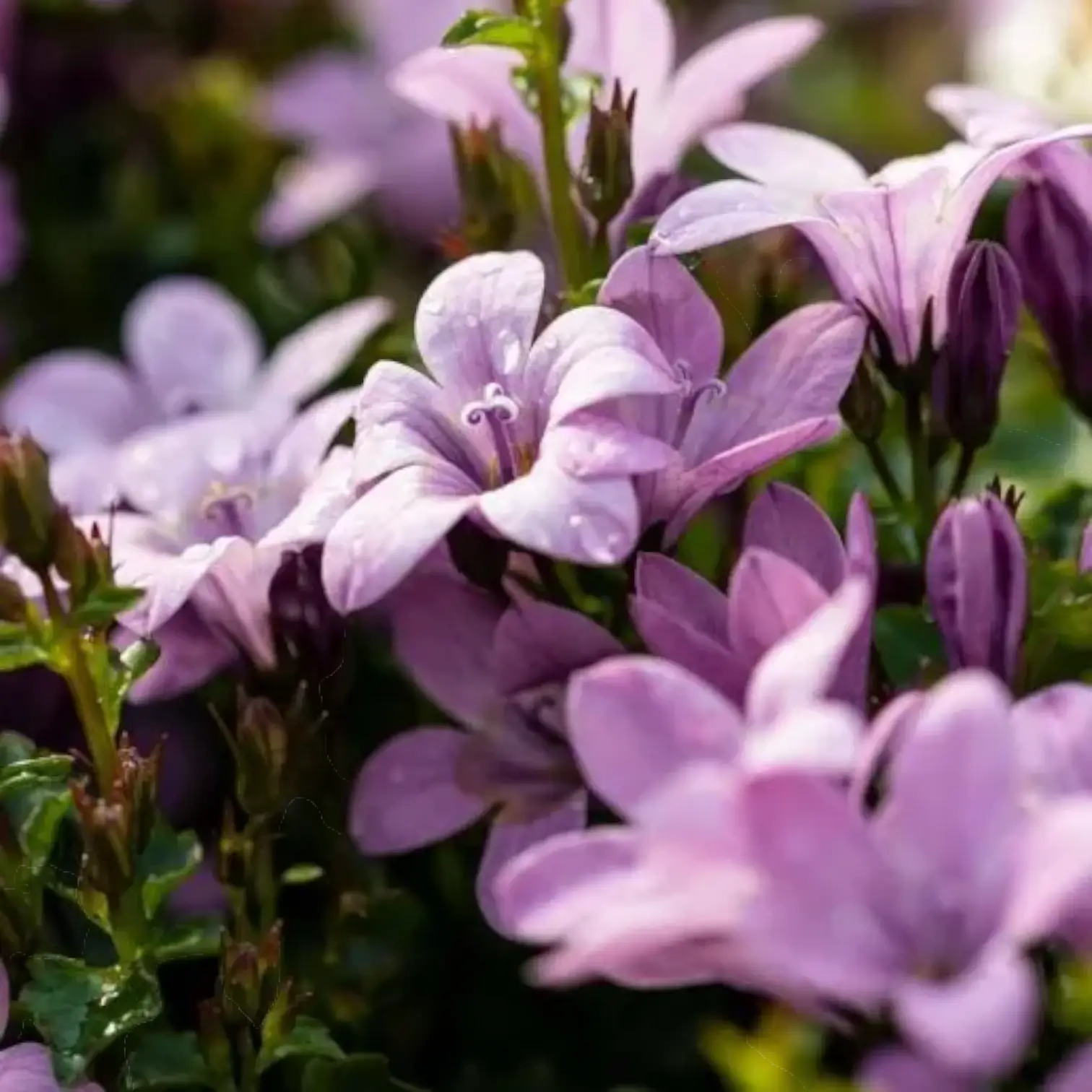 Campanula portenschlagiana 'Ambella Pink' – Detailaufnahme.