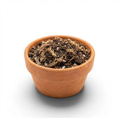 Terracotta pot with carnivorous potting mix on a white background