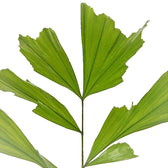 Caryota mitis close-up of leaf on white background.