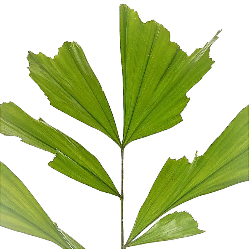 Caryota mitis – Blattdetail vor weißem Hintergrund..