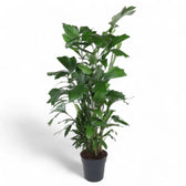 Caryota mitis potted plant in nursery pot on white background.