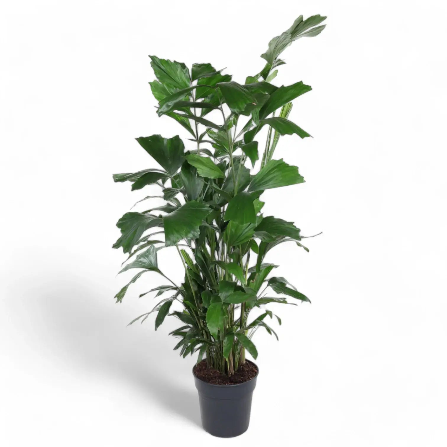Caryota mitis potted plant in nursery pot on white background.