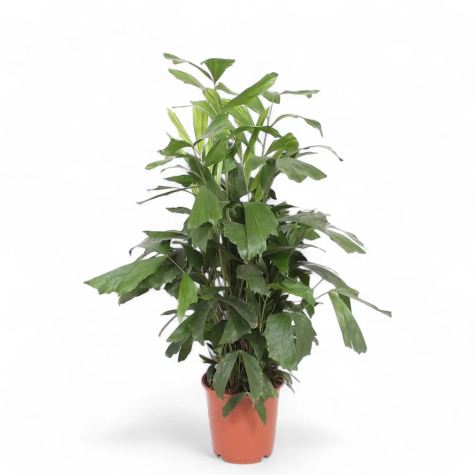 Caryota mitis potted plant in nursery pot on white background.