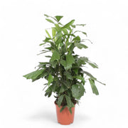 Caryota mitis potted plant in nursery pot on white background.